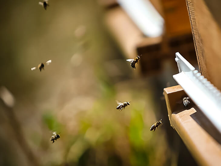 Vorschaubild Nachhaltigkeit – Bienenschwarm | LOTTO Niedersachsen