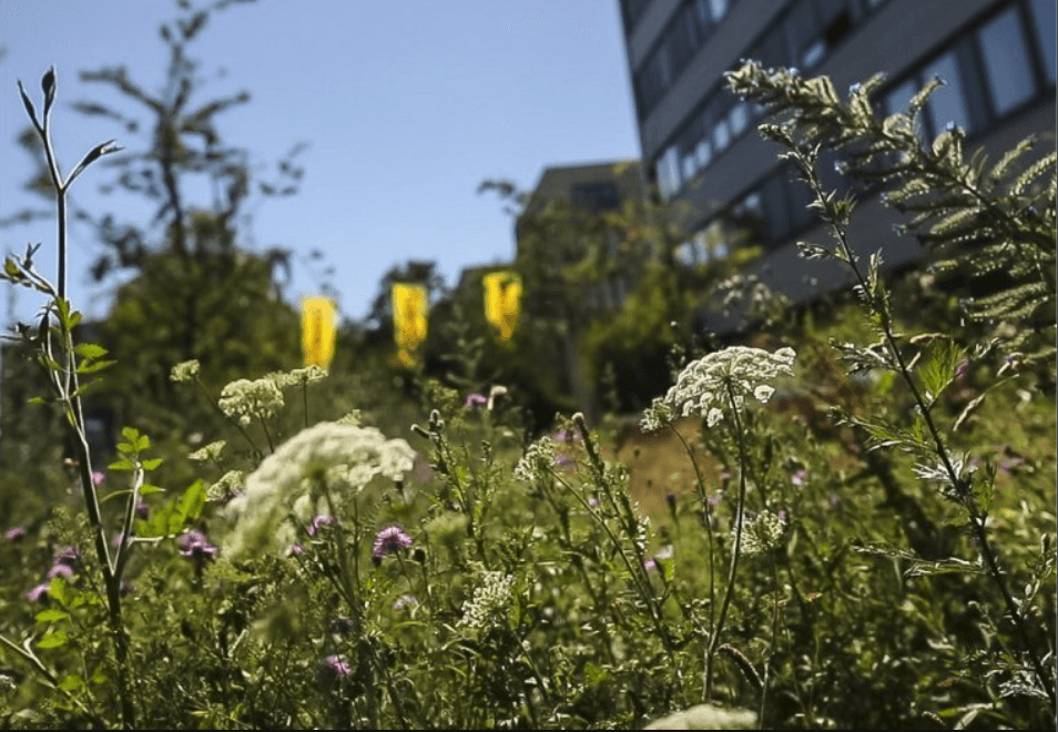 Bienenwiese vor der Firmenzentrale Hannoer | LOTTO Niedersachsen