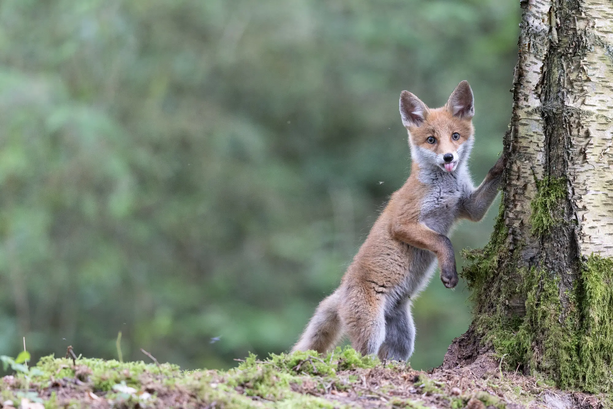 Ogenbargen: Fuchs am Baum