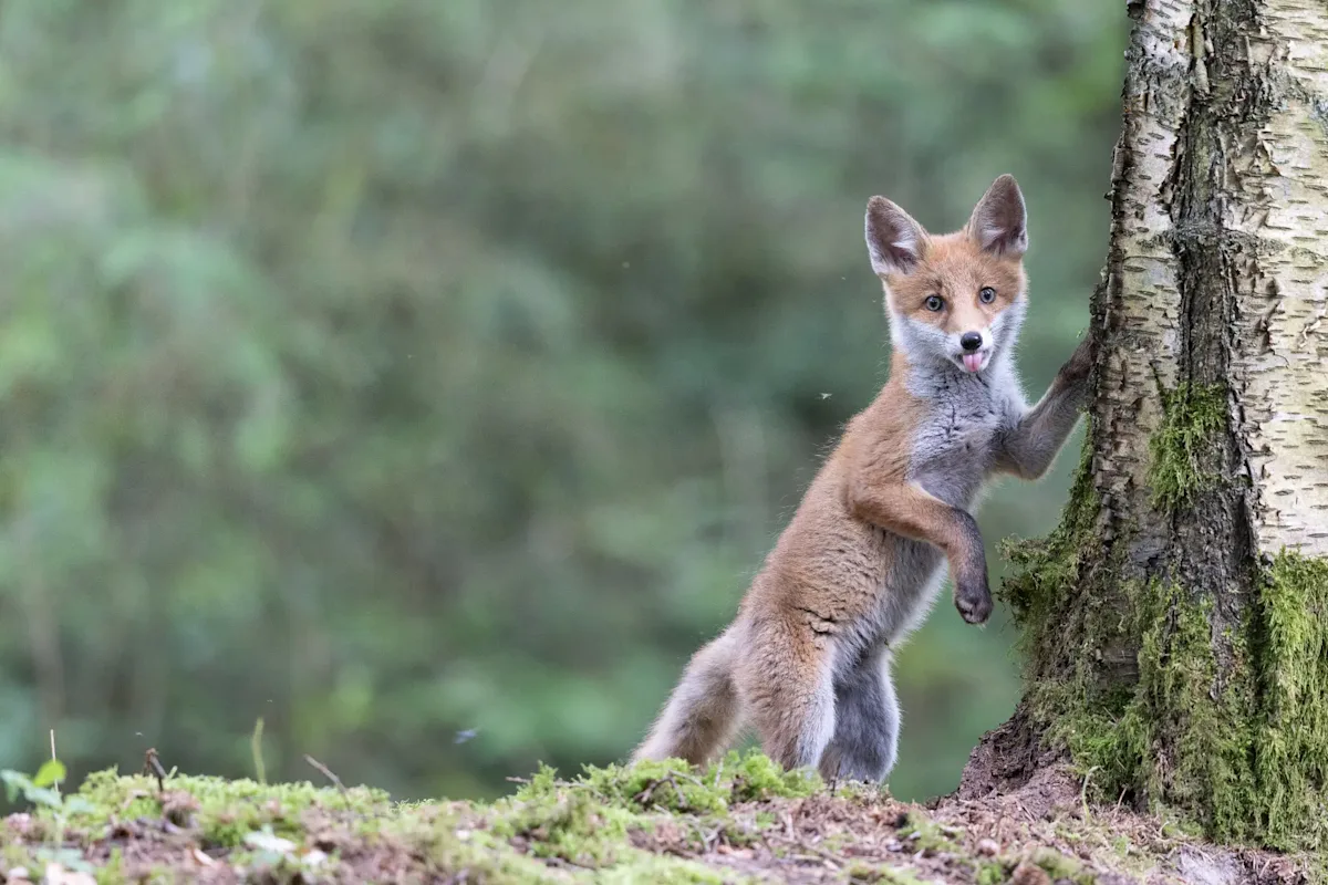 Ogenbargen: Fuchs am Baum