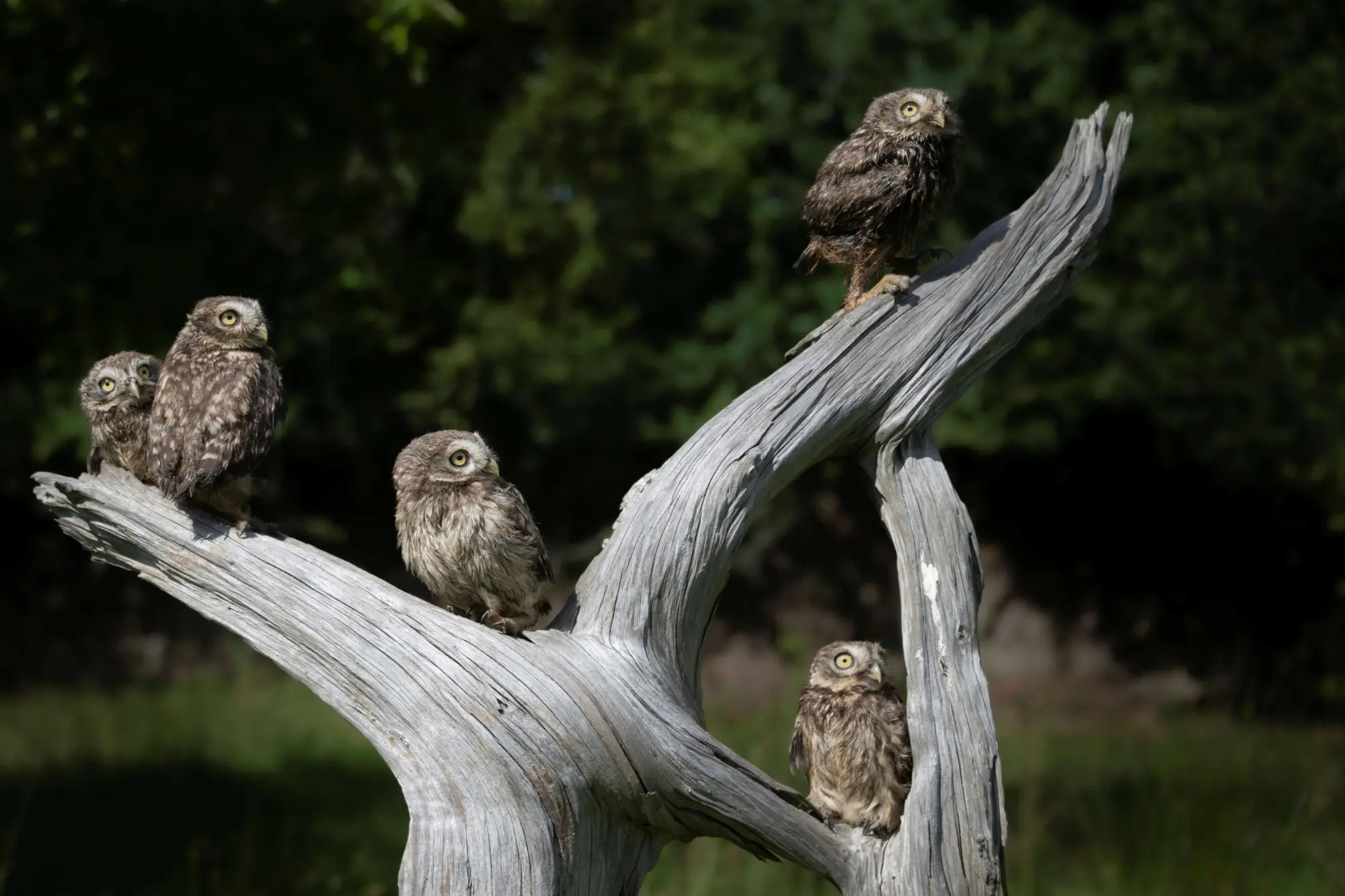 Ausgewilderte Steinkäuze.