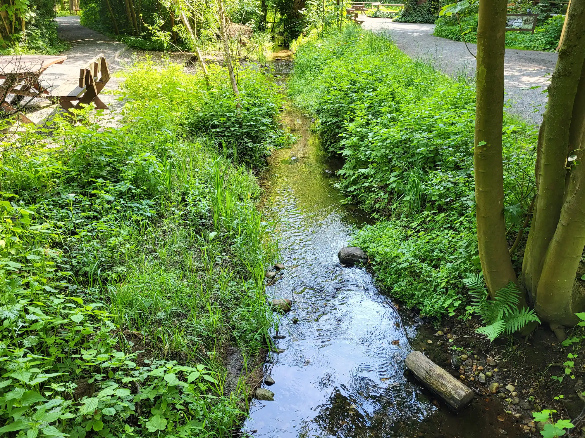 otter-bach-bepflanzung 