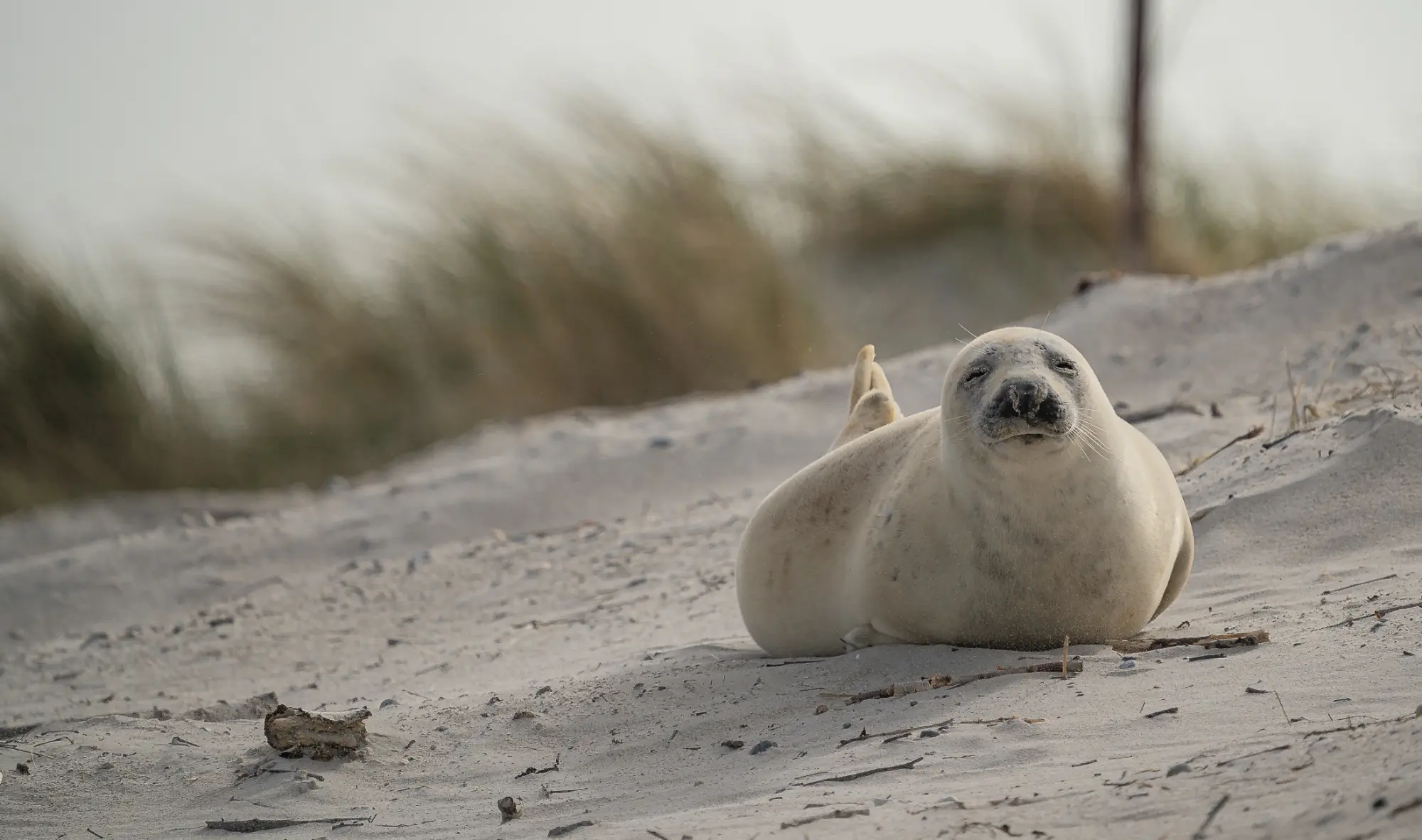 Helgoland: Kegelrobbe