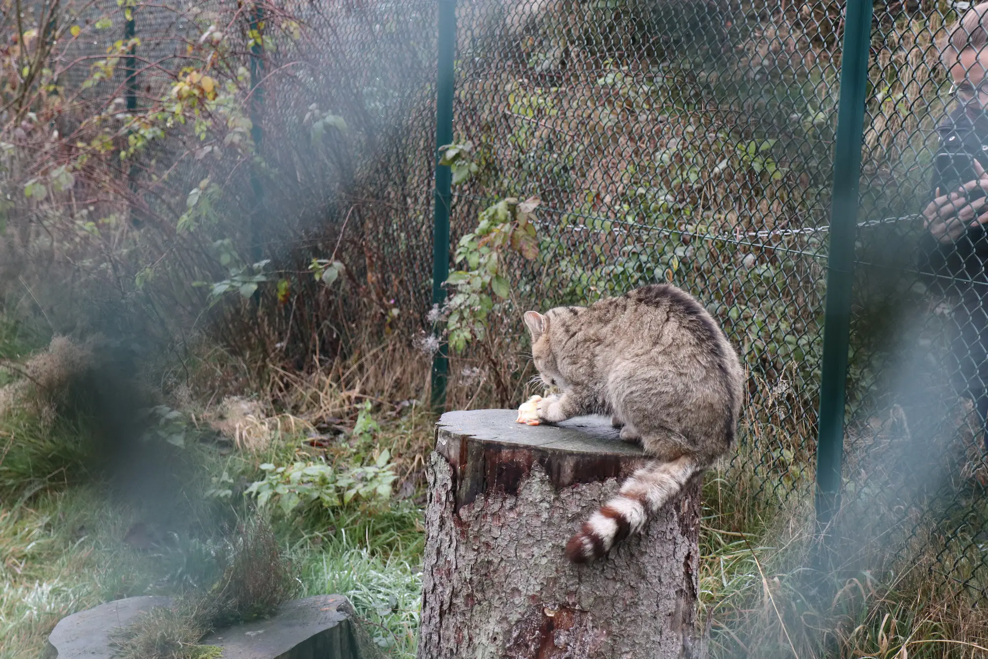 bingo-naturschutzinitiative-harz-wildkatze