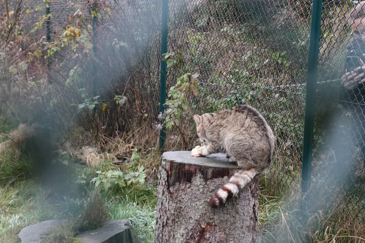 bingo-naturschutzinitiative-harz-wildkatze