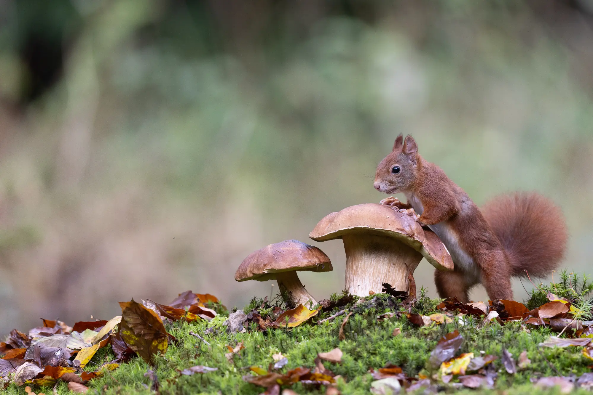 Ogenbargen: Eichhörnchen Pilz