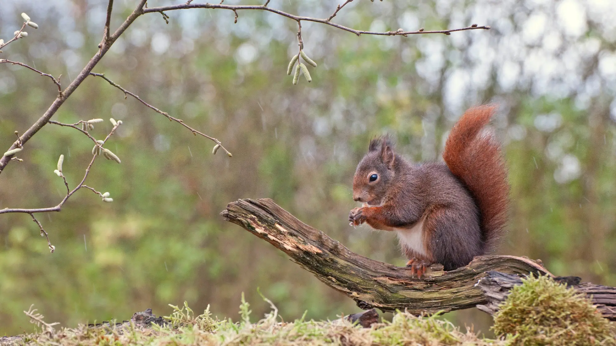 Grafschaft Bentheim: Eichhörnchen mit Samen